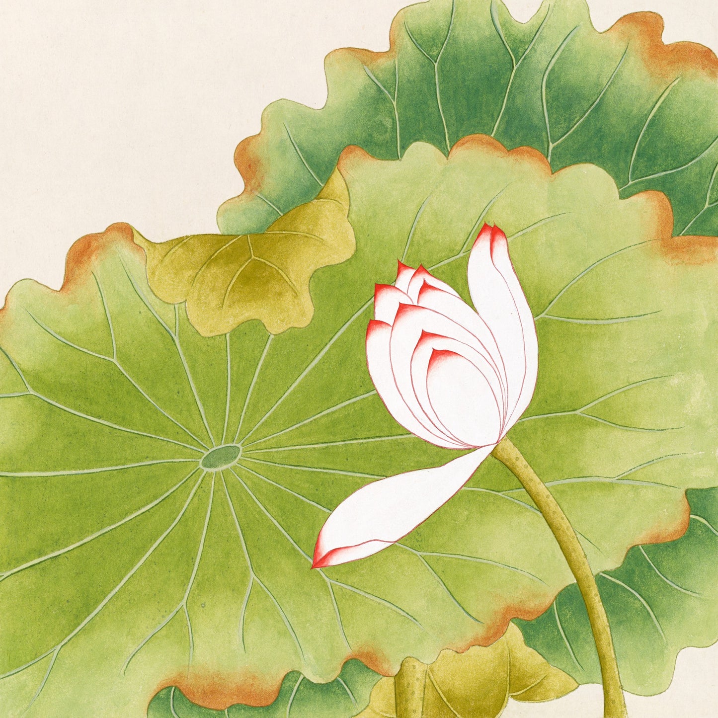 Lotus Whisper II Print