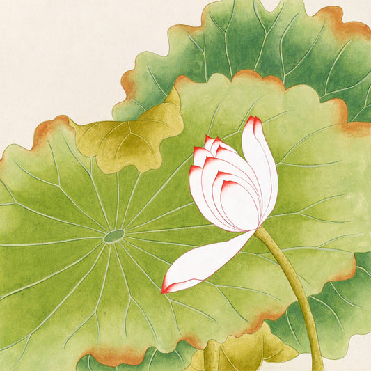 Lotus Whisper II Print